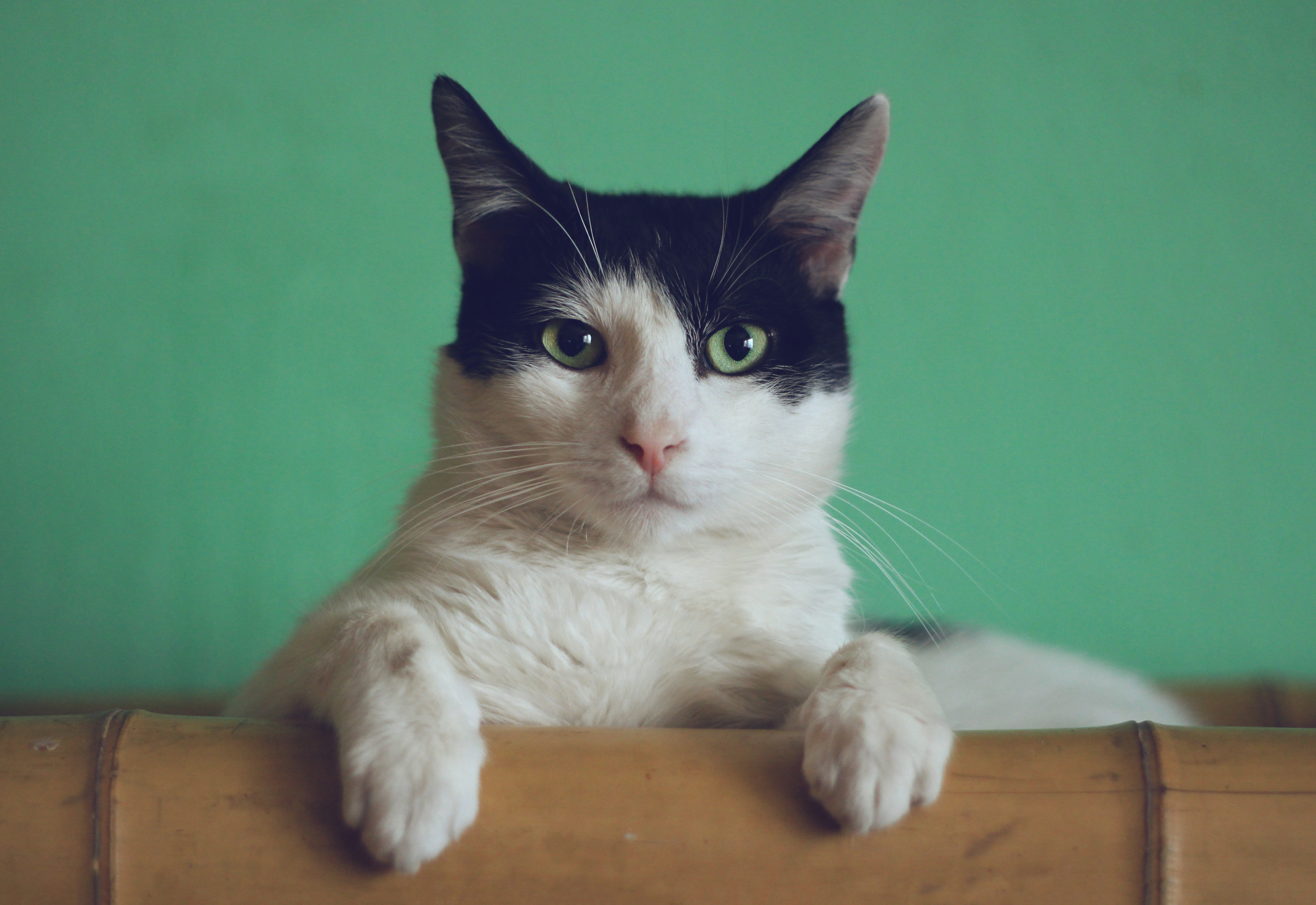 A cat sitting on a wooden floor.