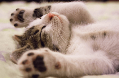 Ein Kätzchen mit ausgestreckten Pfoten.