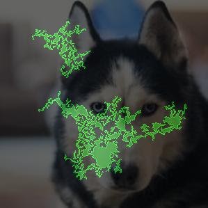 Visualizzazione dell'attribuzione delle caratteristiche di un husky utilizzando i gradienti integrati