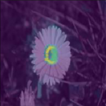 Una foto di una margherita con l'overlay dell'attribuzione delle caratteristiche