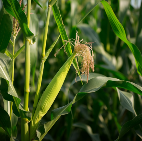 exemple d&#39;image de maïs sans modificateurs