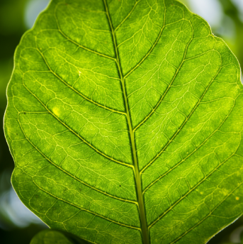 imagem de amostra de lente macro